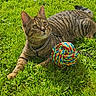 cat, tabby, grass, outdoor, pet, animal, feline, striped_fur, collar, toy, rope_ball, garden, lawn, lying_down, whiskers, ears, greenery, playful, portrait, sunlight