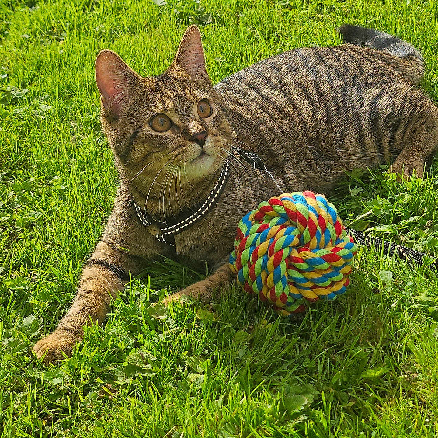 Bandit participe au concours pour gagner de l'argent avec cette photo : cat, tabby, grass, outdoor, pet, animal, feline, striped_fur, collar, toy, rope_ball, garden, lawn, lying_down, whiskers, ears, greenery, playful, portrait, sunlight