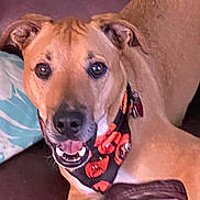 Leeroy is registered to the contest to win money with this photo: dog, canine, pet, indoor, couch, pillow, bandana, orange, black, happy, smiling, brown_fur, ears, face, tongue, mouth, eyes, resting, comfort, closeup