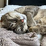 cat, sleeping, cozy, fluffy, blanket, pet, fur, relaxed, cute, indoor, resting, animal, whiskers, closeup, soft, tabby, nap, paw, comfort, peaceful