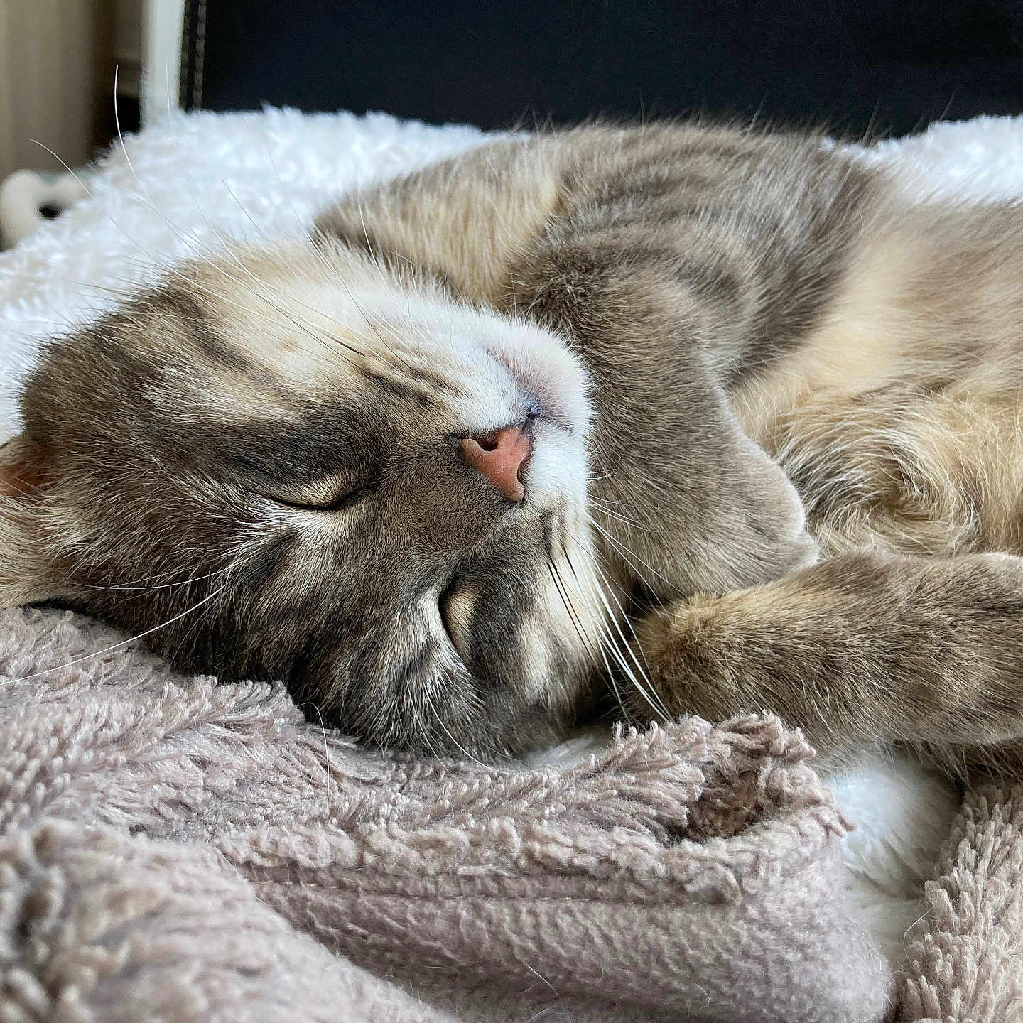 Solo a rejoint le concours — aidez-le/la à gagner de superbes lots ! cat, sleeping, cozy, fluffy, blanket, pet, fur, relaxed, cute, indoor, resting, animal, whiskers, closeup, soft, tabby, nap, paw, comfort, peaceful
