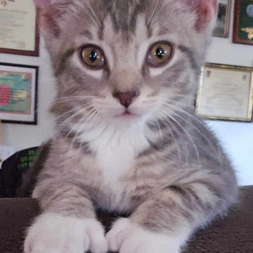 Freddy is registered to the contest to win money with this photo: abyssinian, adult, animal, cat, clothing, face, formalwear, furniture, head, indoors, kitten, male, man, manx, person, pet, photography, portrait, suit, text