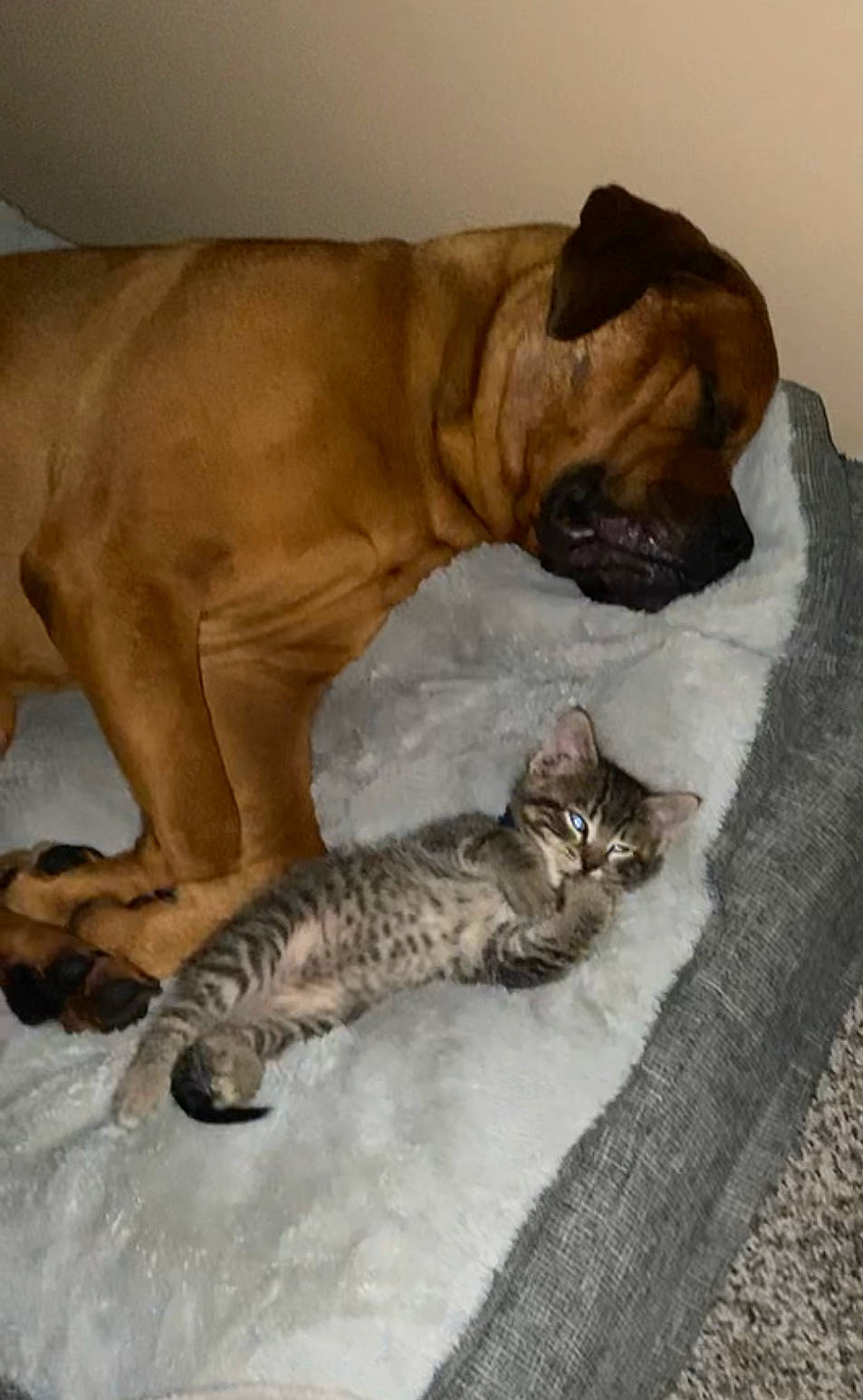 Sailor joined the competition — help win amazing prizes! big_cats, carnivore, cat, claw, comfort, domestic_short_haired_cat, fawn, felidae, fur, mammal, ori_pei, paw, small_to_medium_sized_cats, snout, tail, terrestrial_animal, vertebrate, whiskers, wildlife, wrinkle