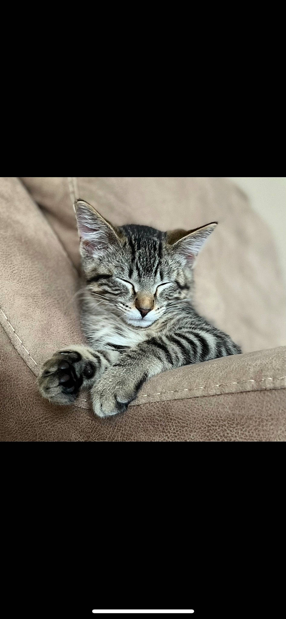 Sailor joined the competition — help win amazing prizes! carnivore, cat, claw, domestic_short_haired_cat, eye, felidae, fur, grey, monochrome, monochrome_photography, paw, sitting, small_to_medium_sized_cats, snout, style, tail, terrestrial_animal, whiskers, wildlife, wood