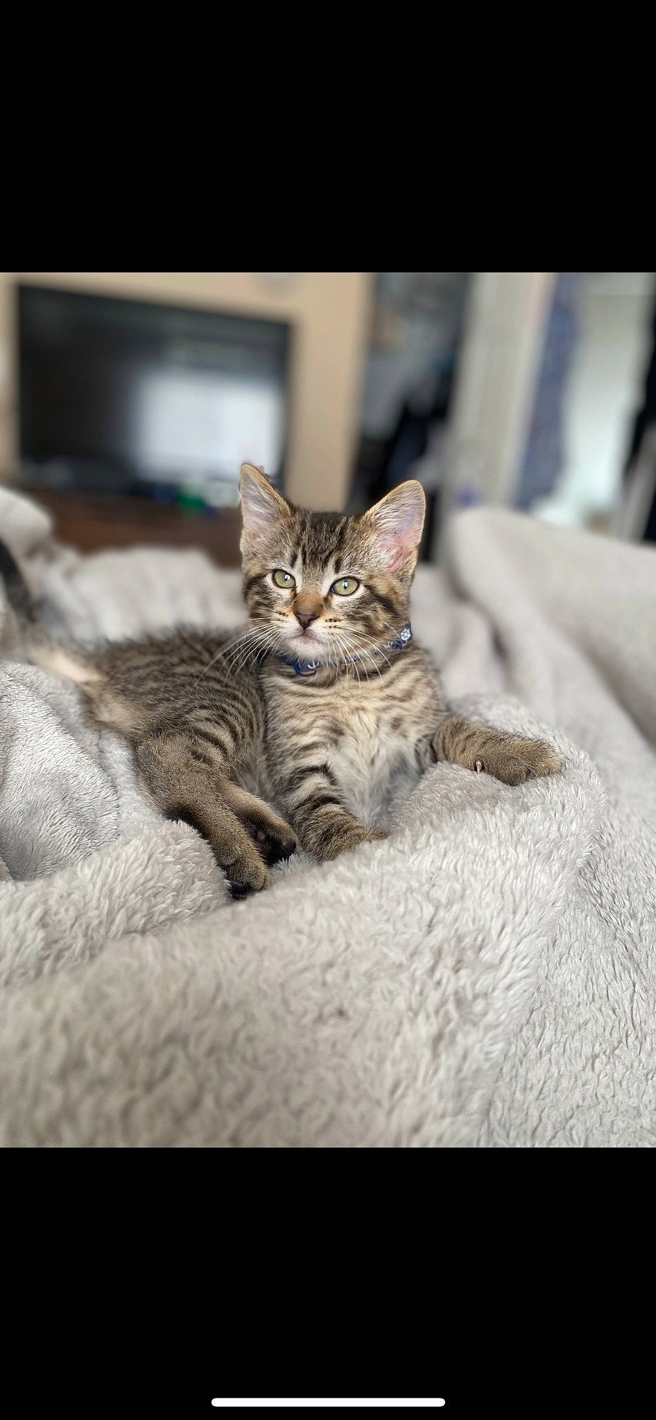 Sailor is registered to the contest to win money with this photo: carnivore, cat, claw, comfort, domestic_short_haired_cat, fawn, felidae, fur, grey, linens, paw, picture_frame, room, sitting, small_to_medium_sized_cats, snout, tail, terrestrial_animal, whiskers, wildlife