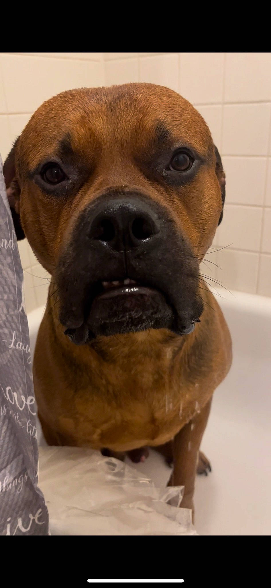 Scoobydoo is registered to the contest to win money with this photo: ancient_dog_breeds, bathroom, bathtub, canidae, carnivore, companion_dog, dog, dog_breed, fawn, fur, liver, pet_supply, shar_pei, snout, sporting_group, terrestrial_animal, whiskers, working_animal, working_dog, wrinkle