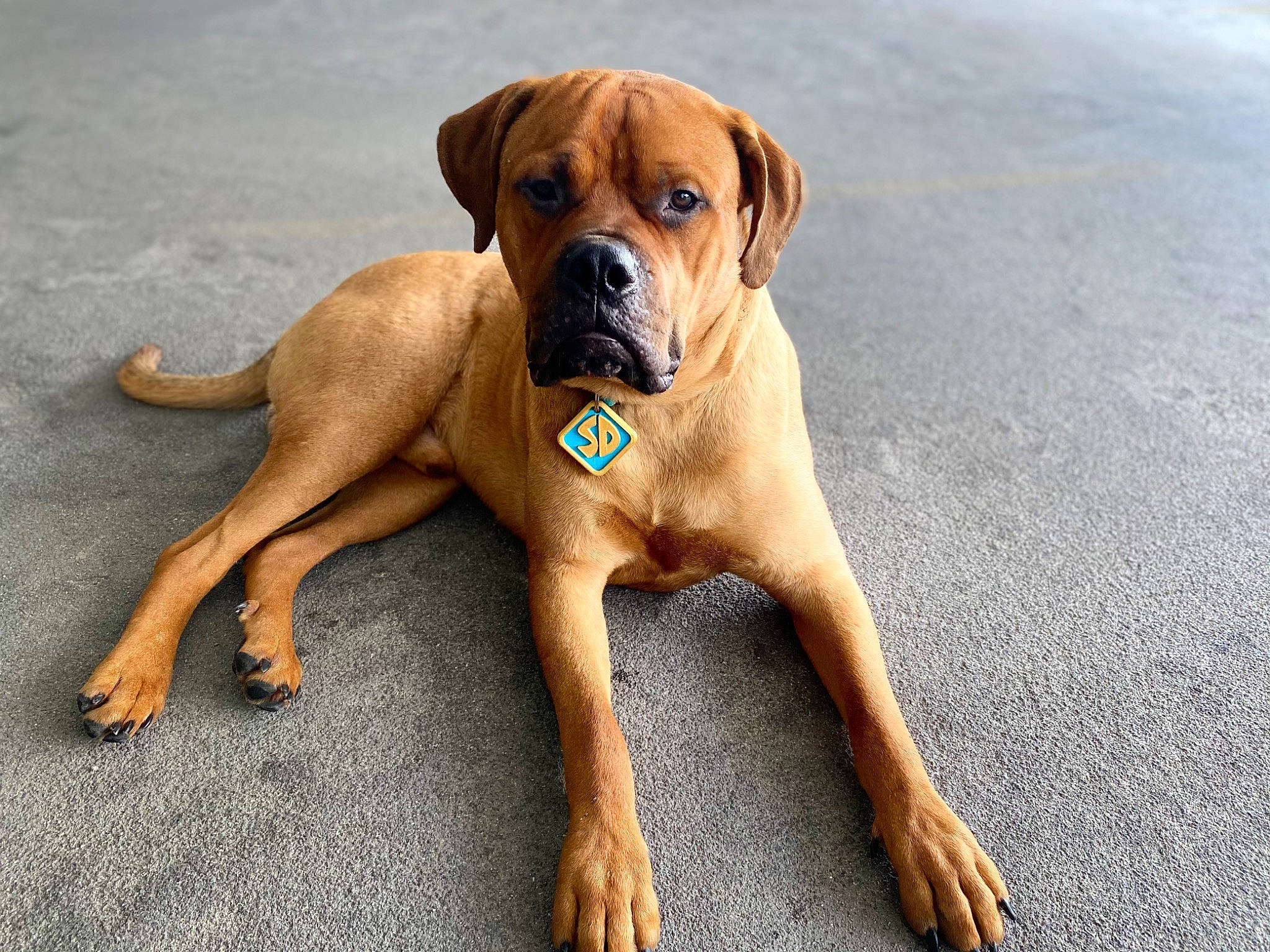 Scoobydoo is registered to the contest to win money with this photo: ancient_dog_breeds, biting, boxer, canidae, carnivore, companion_dog, dog, dog_breed, fawn, hunting_dog, liver, molosser, non_sporting_group, paw, snout, sporting_group, working_animal, working_dog