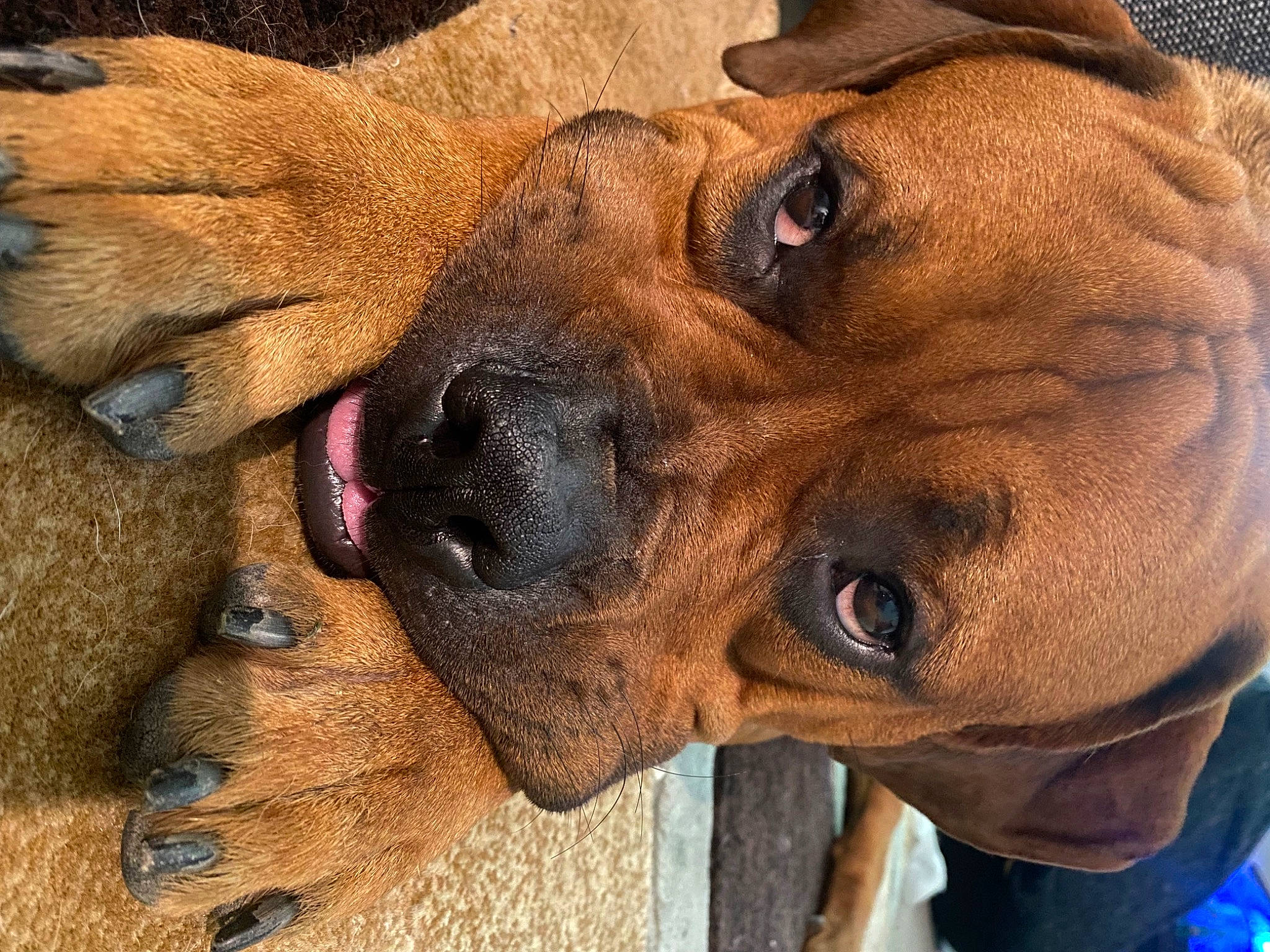 Scoobydoo is registered to the contest to win money with this photo: biting, canidae, carnivore, collar, companion_dog, dog, dog_breed, dog_collar, ear, fawn, fur, head, jaw, liver, nose, plant, snout, sporting_group, whiskers, working_animal