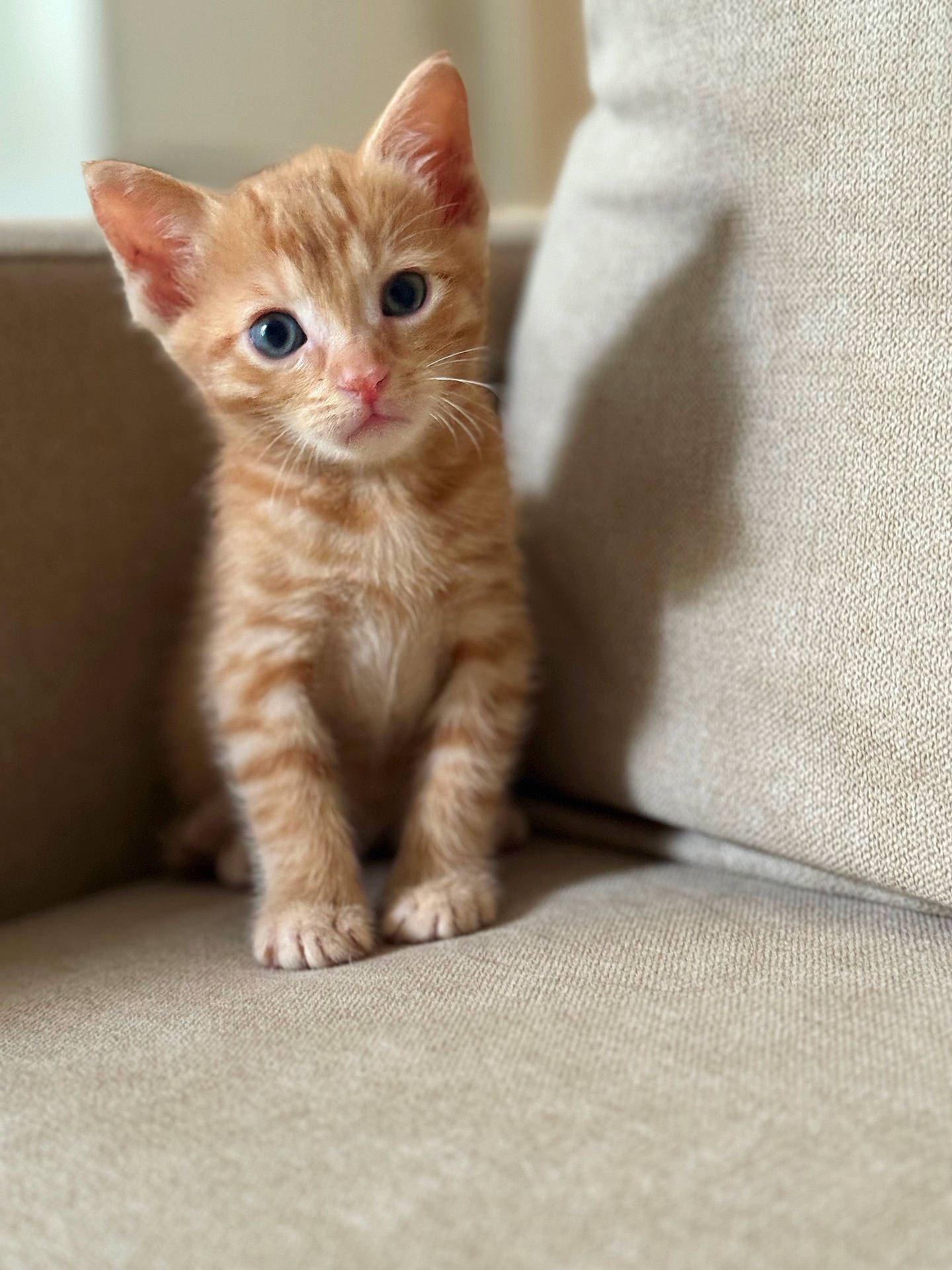 Spike a rejoint le concours — aidez-le/la à gagner de superbes lots ! abyssinian, animal, cat, kitten, manx, pet