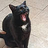 Sumo a rejoint le concours — aidez-le/la à gagner de superbes lots ! black_cat, cat, animal, pet, feline, yawning, mouth_open, white_patch, indoor, floor, tile_floor, sitting, fur, whiskers, claws, paw, eyes, ears, cute, domestic_animal
