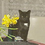 Sumo a rejoint le concours — aidez-le/la à gagner de superbes lots ! cat, black_cat, white_patch, flowers, yellow_flowers, vase, table, soda_cans, indoor, curtain, lace_curtain, pet, animal, feline, domestic_cat, still_life, household, quiet, sitting, background