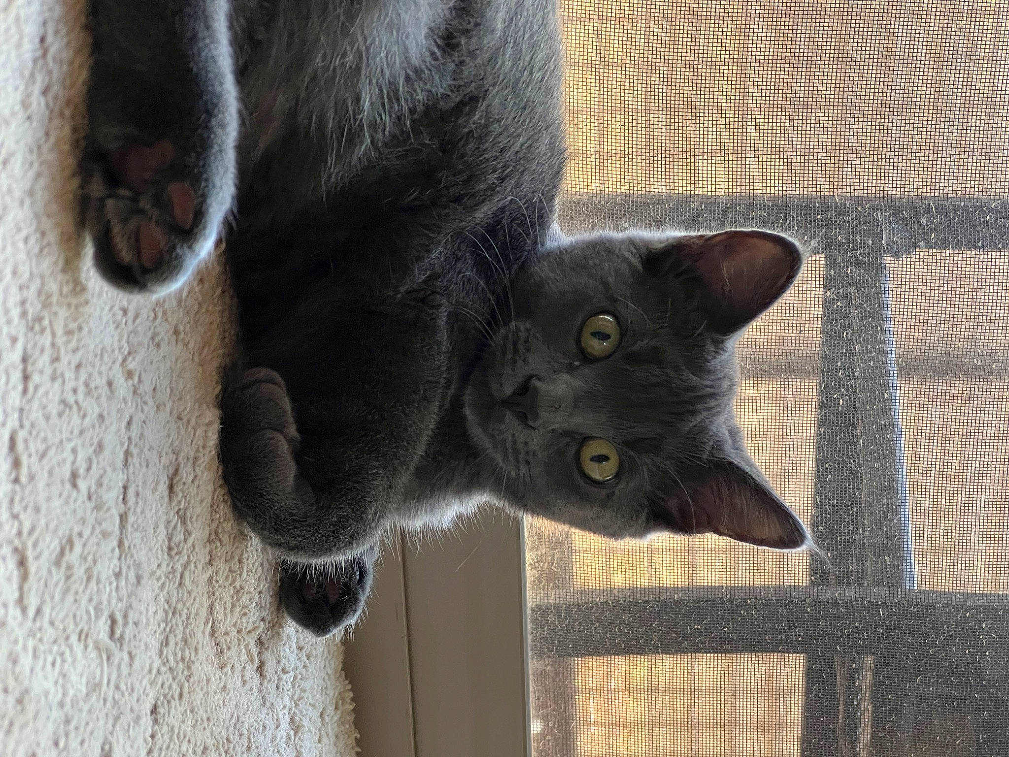 Gar joined the competition — help win amazing prizes! black_cat, bombay, carnivore, cat, chartreux, claw, domestic_short_haired_cat, felidae, flooring, fur, grey, plant, russian_blue, small_to_medium_sized_cats, snout, tail, terrestrial_animal, whiskers, window, wood