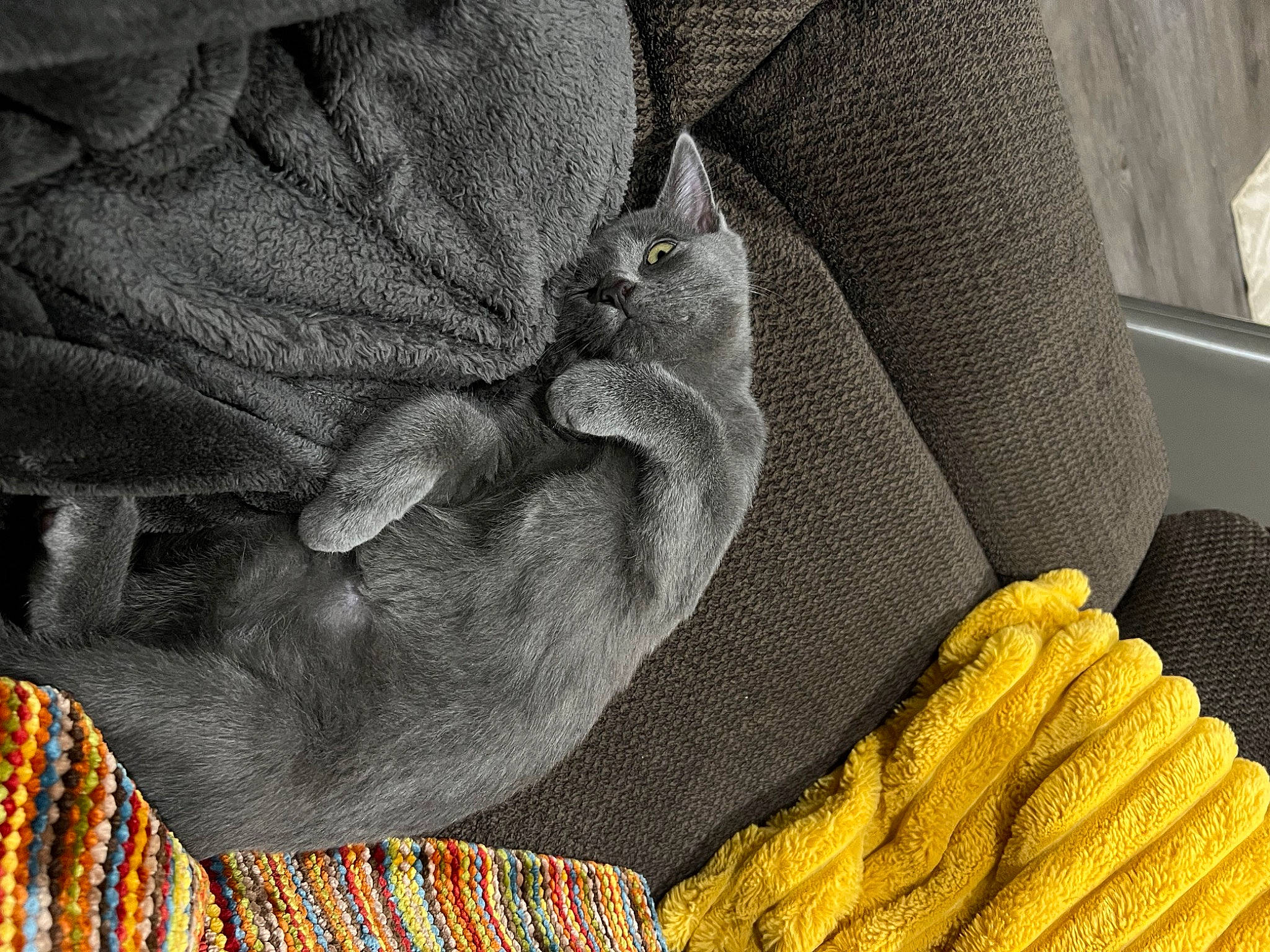 Gar joined the competition — help win amazing prizes! car_seat, car_seat_cover, comfort, finger, fur, gesture, grey, human_leg, linens, nail, outerwear, pattern, sleeve, tartan, textile, thread, wool, woolen, woven_fabric, wrinkle