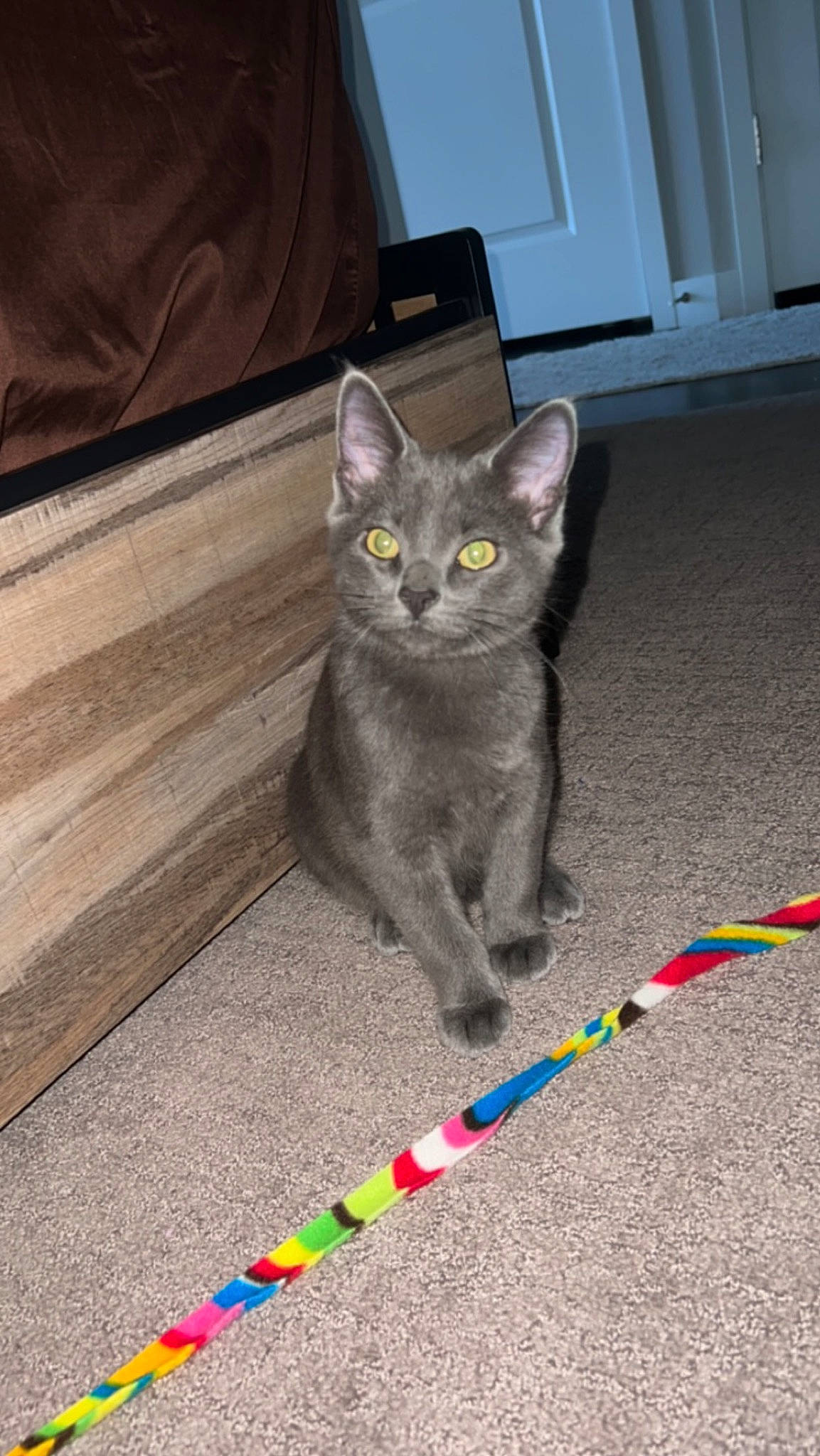 Gar joined the competition — help win amazing prizes! black_cat, carnivore, cat, cat_toy, cone, domestic_short_haired_cat, door, felidae, floor, flooring, grey, hardwood, home_door, paw, small_to_medium_sized_cats, snout, tail, toy, whiskers, wood