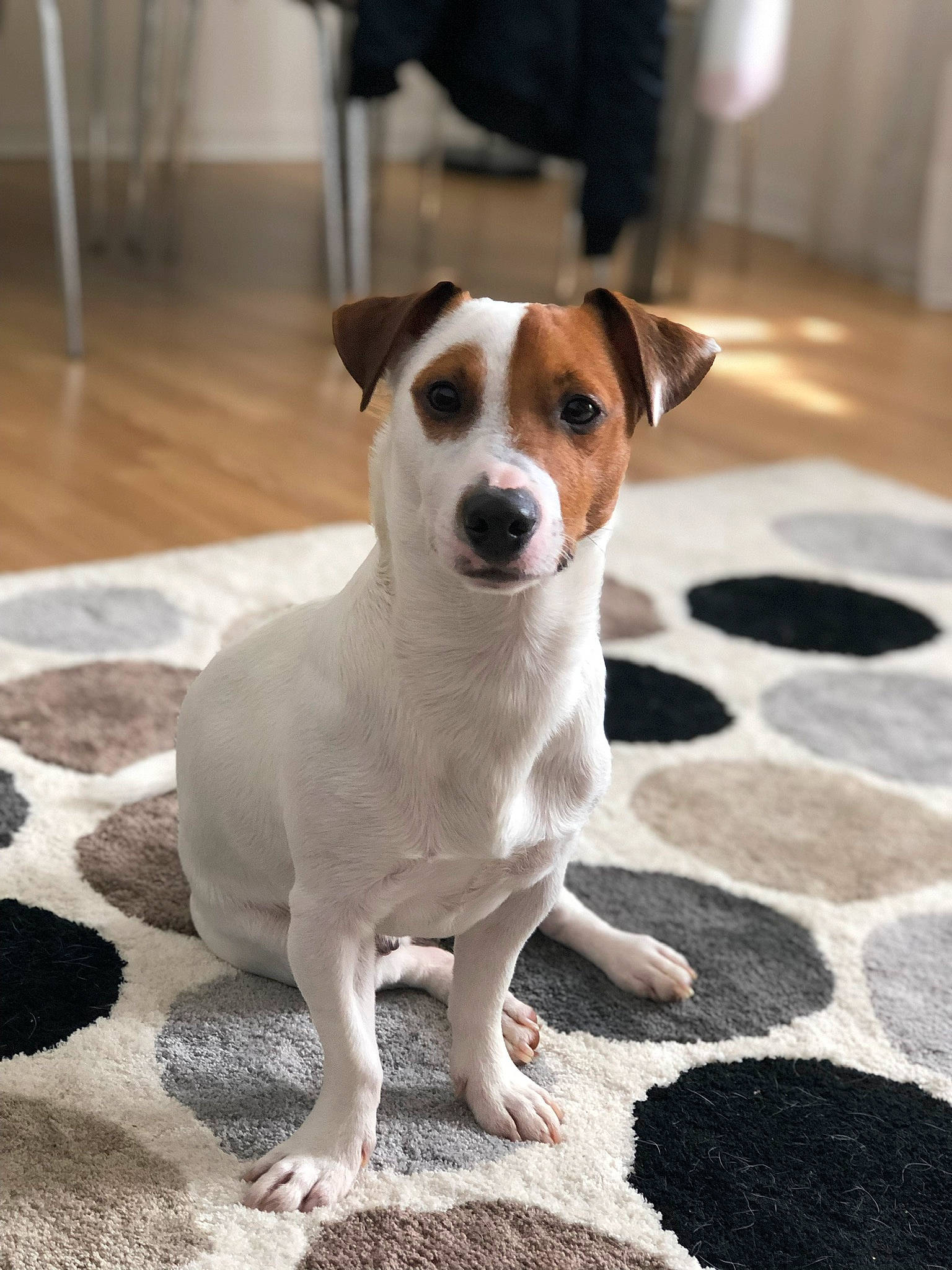 Clark participe au concours pour gagner de l'argent avec cette photo : ancient_dog_breeds, brazilian_terrier, canidae, carnivore, companion_dog, danish_swedish_farmdog, dog, dog_breed, feist, irishjacks, jack_russell_terrier, mammal, miniature_fox_terrier, parson_russell_terrier, puppy, rare_breed_dog, russell_terrier, snout, sporting_group, vertebrate