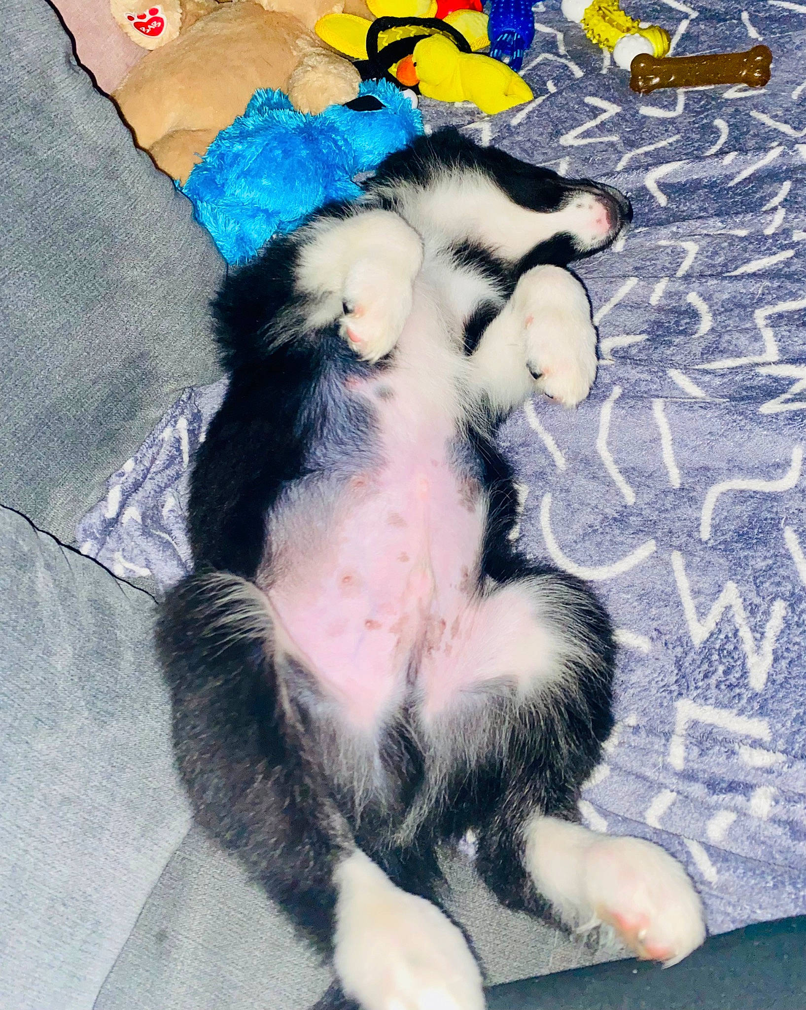 Archie is registered to the contest to win money with this photo: canidae, carnivore, cat, claw, comfort, companion_dog, dog_breed, electric_blue, felidae, foot, fur, nap, pattern, paw, small_to_medium_sized_cats, sporting_group, tail, terrestrial_animal, toe, whiskers