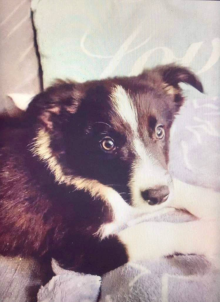 Archie joined the competition — help win amazing prizes! ancient_dog_breeds, australian_shepherd, border_collie, canidae, carnivore, companion_dog, dog, dog_breed, fur, herding_dog, snout, sporting_group, square, terrestrial_animal, tints_and_shades, whiskers, working_animal, working_dog