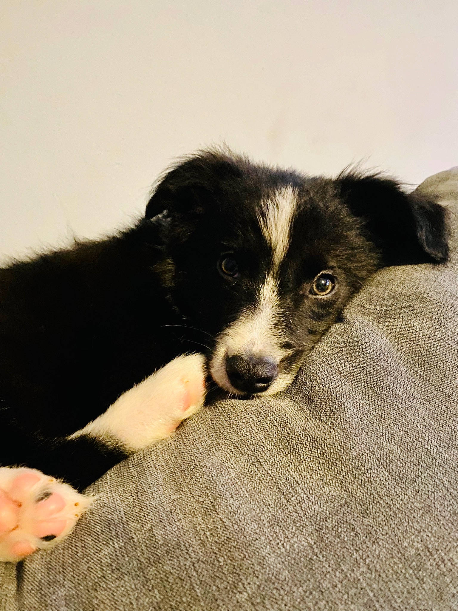Archie is registered to the contest to win money with this photo: border_collie, bored, canidae, carnivore, comfort, companion_dog, dog, dog_breed, fur, herding_dog, mcnab, snout, sporting_group, terrestrial_animal, whiskers, working_animal, working_dog