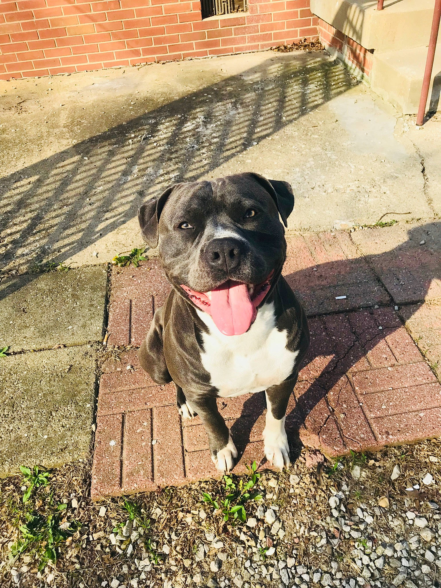 King is registered to the contest to win money with this photo: brick, brickwork, carnivore, companion_dog, concrete, dog, dog_breed, fawn, flooring, grass, molosser, plant, road_surface, sidewalk, snout, sporting_group, tints_and_shades, whiskers, working_animal, wrinkle