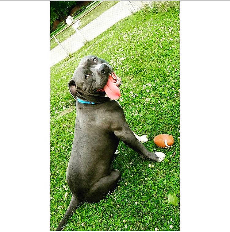 King is registered to the contest to win money with this photo: ball, canidae, carnivore, collar, companion_dog, dog, dog_breed, dog_collar, dog_supply, fashion_accessory, grass, happy, liver, pet_supply, snout, sporting_group, sports_toy, tennis_ball, toy, working_animal