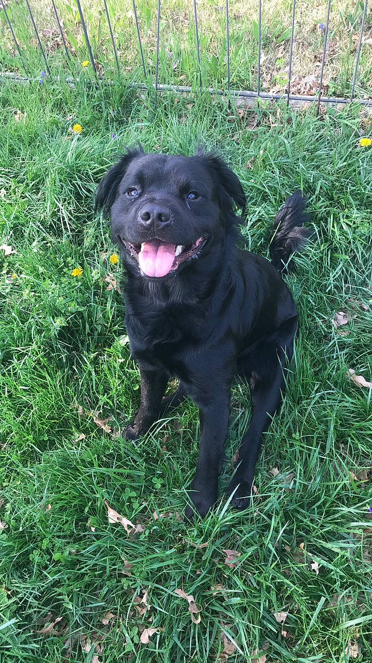 Duke is registered to the contest to win money with this photo: borador, carnivore, companion_dog, dog, dog_breed, dog_collar, fence, fur, grass, groundcover, gun_dog, labrador_retriever, plant, retriever, sporting_group, terrestrial_animal, working_animal