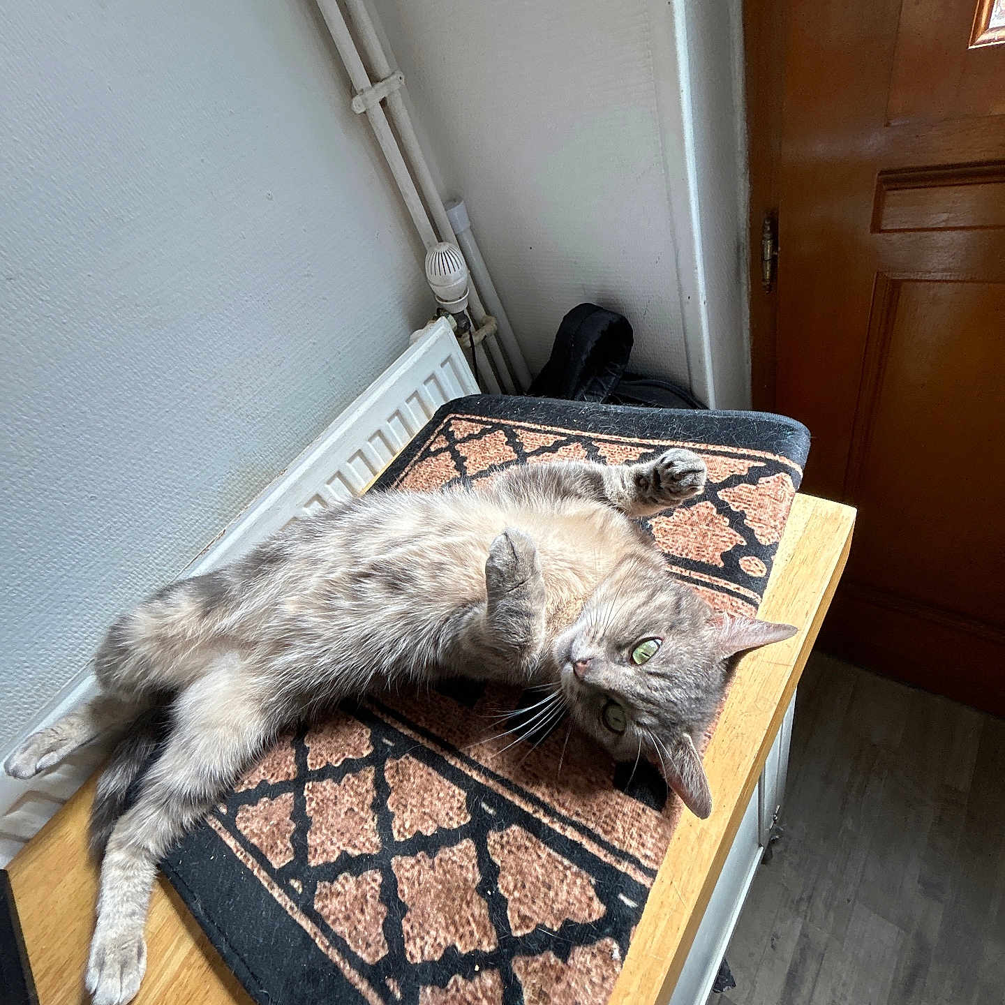 Stormy participe au concours pour gagner de l'argent avec cette photo : animal, architecture, building, cat, doormat, furniture, hardwood, homedecor, indoors, interiordesign, kitten, livingroom, manx, mat, pet, plywood, room, rug, table, wood