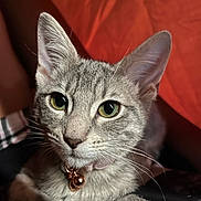 Calissi is registered to the contest to win money with this photo: cat, kitten, feline, pet, gray_fur, whiskers, ears, green_eyes, collar, bell, portrait, close_up, indoor, cozy, bedding, blanket, stare, muzzle, paw, nose