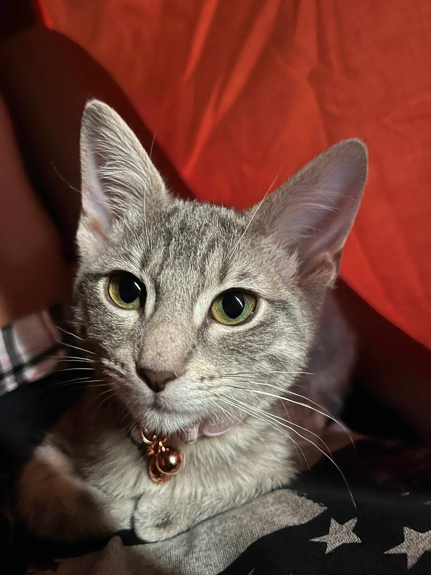 Calissi is registered to the contest to win money with this photo: cat, kitten, feline, pet, gray_fur, whiskers, ears, green_eyes, collar, bell, portrait, close_up, indoor, cozy, bedding, blanket, stare, muzzle, paw, nose