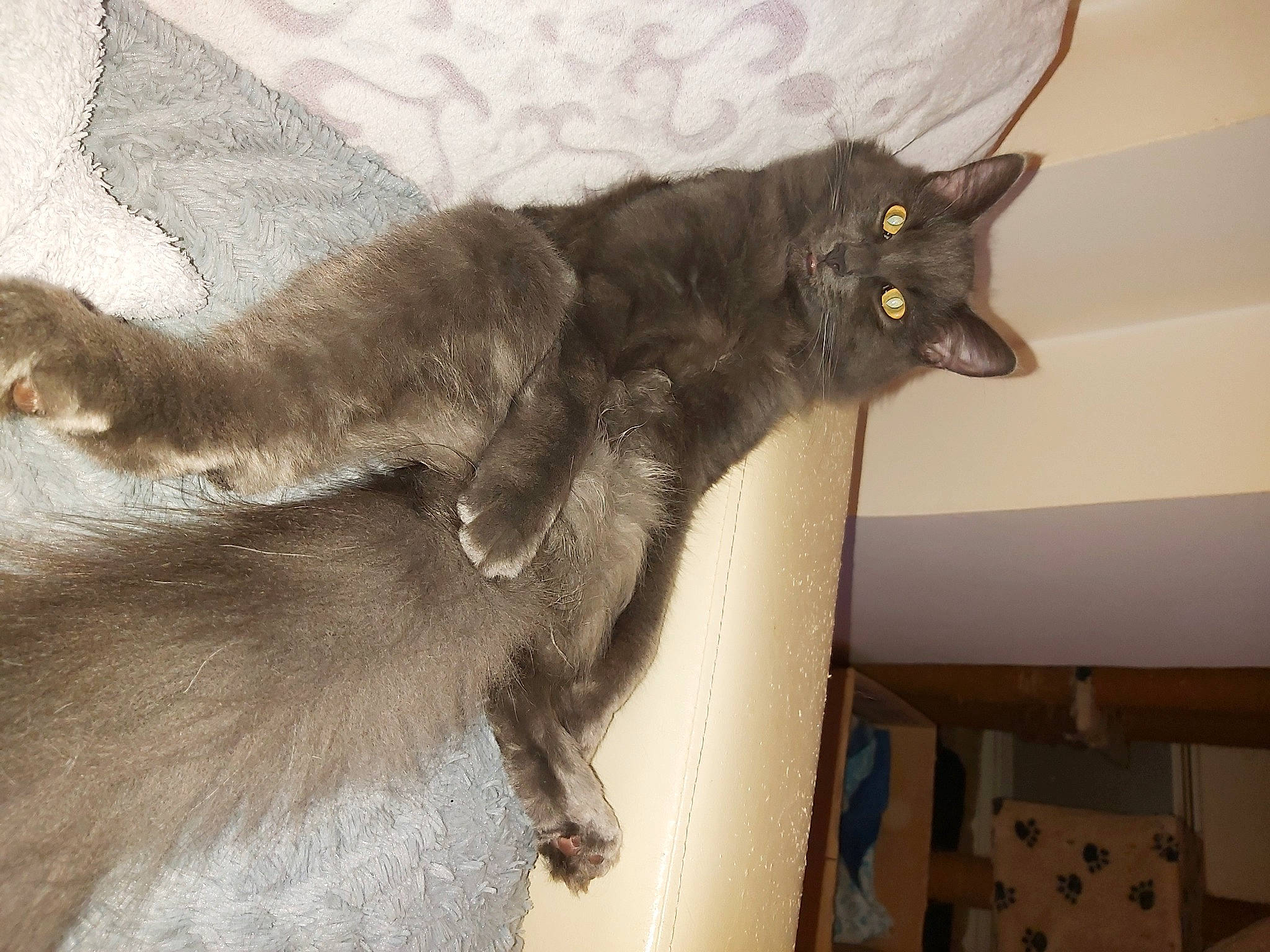 Rebel a rejoint le concours — aidez-le/la à gagner de superbes lots ! black_cat, brown, carnivore, cat, claw, domestic_short_haired_cat, felidae, fur, grey, natural_material, small_to_medium_sized_cats, tail, terrestrial_animal, whiskers