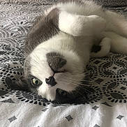 Taboo participe au concours pour gagner de l'argent avec cette photo : animal, bed, bedroom, blanket, cat, cushion, face, furniture, head, homedecor, indoors, kitten, manx, person, pet, photography, portrait, quilt, room, sleeping