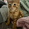 Clementine is registered to the contest to win money with this photo: animal, bed, blanket, cat, comfort, cozy, curious, cute, fur, fur_texture, home, indoors, kitten, orange_tabby, pet, pillow, sitting, small, soft, young