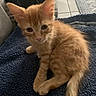 Clementine is registered to the contest to win money with this photo: basket, blanket, blue_blanket, cat, curious, cute, ears, feline, floor, furry, indoor, kitten, orange_tabby, pet, small_animal, tail, tile_floor, toys, whiskers, young_cat