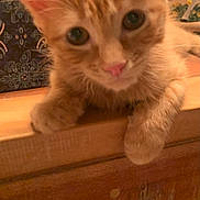 Clementine is registered to the contest to win money with this photo: animal, cat, ceramic_cow, closeup, curious, cute, decor, domestic_animal, face, feline, indoor, kitten, lantern, orange_tabby, paws, pet, soft_fur, table, wooden_surface, young