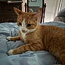 Apricot joined the competition — help win amazing prizes! animal, bed, blue_bedspread, cat, chair, cozy, curtains, dresser, feline, furniture, home, indoor, mirror, orange_cat, pet, reflection, relaxed, resting, stuffed_animal, white_paws