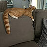 Apricot joined the competition — help win amazing prizes! animal, cat, comfort, couch, cozy, domestic_cat, fur, furniture, gray, home, indoor, living_room, orange_tabby, pet, pillow, quiet, relaxing, resting, sleeping, tail