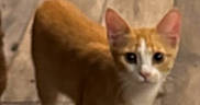 Apricot is registered to the contest to win money with this photo: animal, background, cat, curious, cute, domestic_cat, feline, flooring, home, indoor, kitten, looking, orange_cat, pet, small_animal, welcome_mat, white_cat, wicker, wooden_floor, young_cat