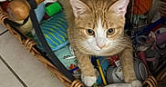 Apricot is registered to the contest to win money with this photo: cat, orange_tabby, basket, tile_floor, indoor, pet, curious, animal, feline, domestic_cat, wicker, toy, household, resting, looking_up, white_paws, ears, whiskers, comfort, cozy