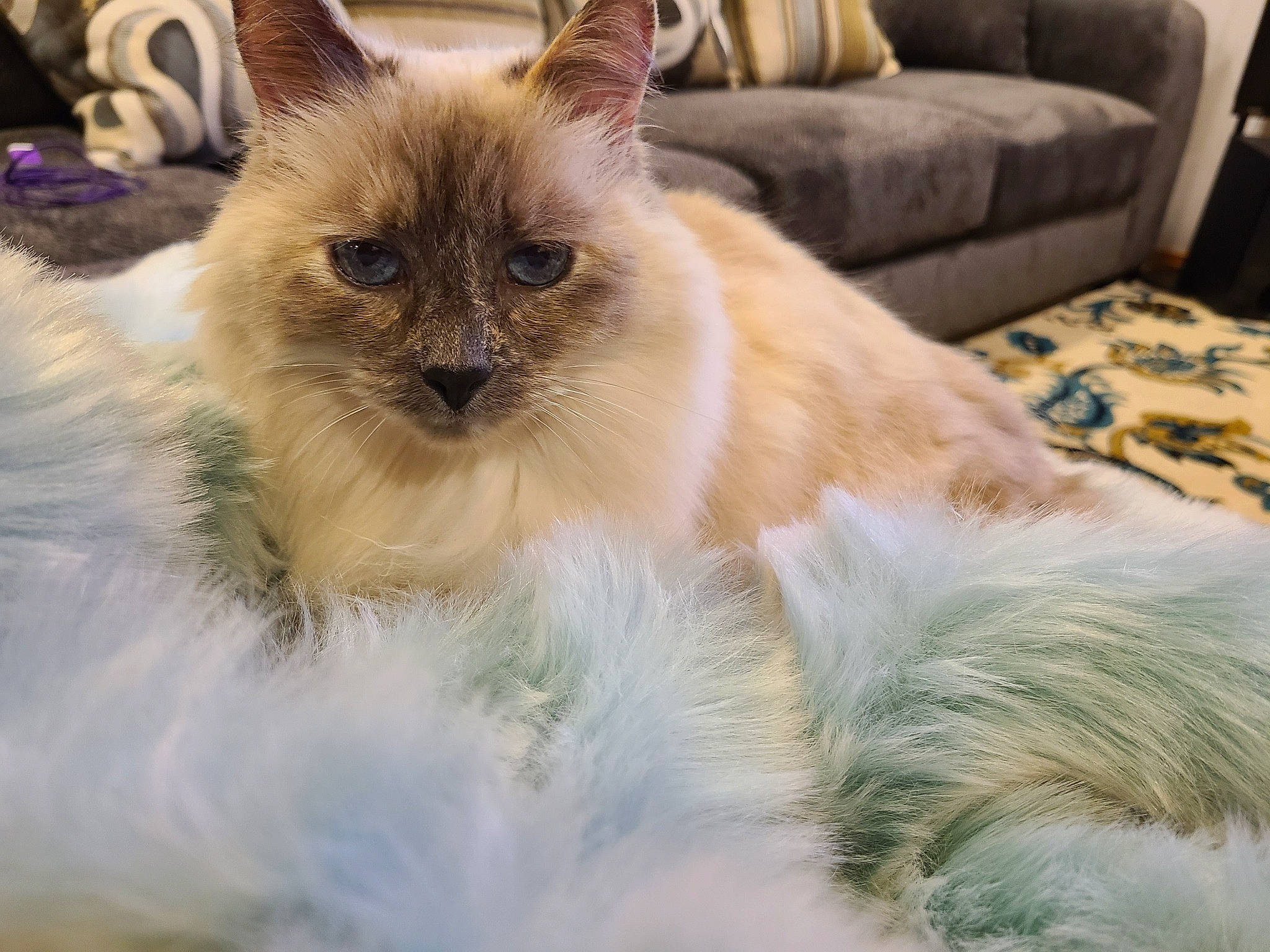 Maggie is registered to the contest to win money with this photo: balinese, birman, carnivore, cat, claw, comfort, couch, fawn, felidae, fur, ragdoll, siamese, sleeper_chair, small_to_medium_sized_cats, studio_couch, tail, terrestrial_animal, thai, tonkinese, whiskers