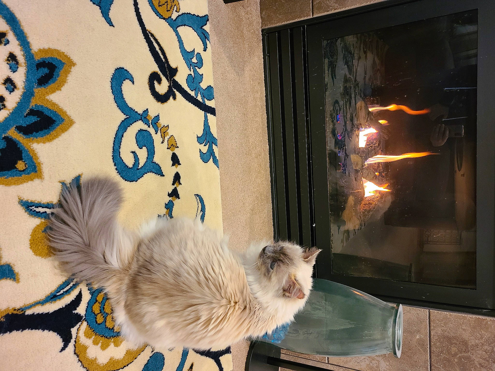 Maggie joined the competition — help win amazing prizes! art, canidae, carnivore, cat, companion_dog, dog_breed, fawn, felidae, fur, gas, heat, paw, room, small_to_medium_sized_cats, spitz, tail, toy, whiskers, window, wood