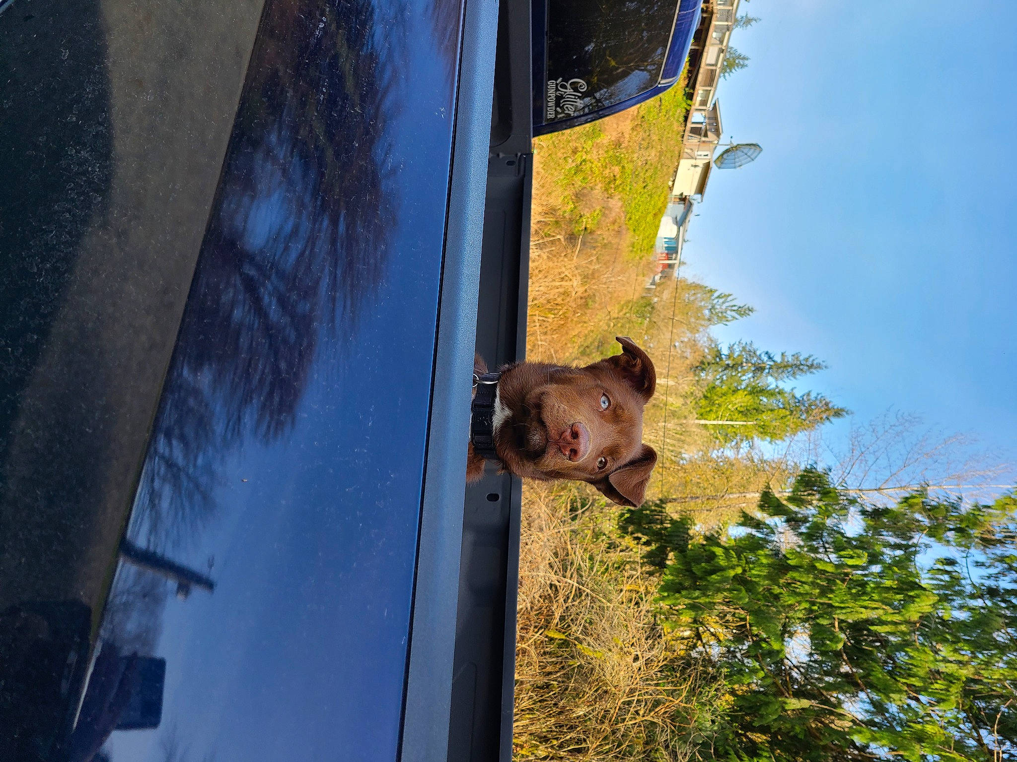 Crash is registered to the contest to win money with this photo: building, canidae, carnivore, daytime, dog, facade, fawn, house, plant, reflection, sky, snout, sporting_group, street_light, tree, trunk, water, wildlife, window, wood
