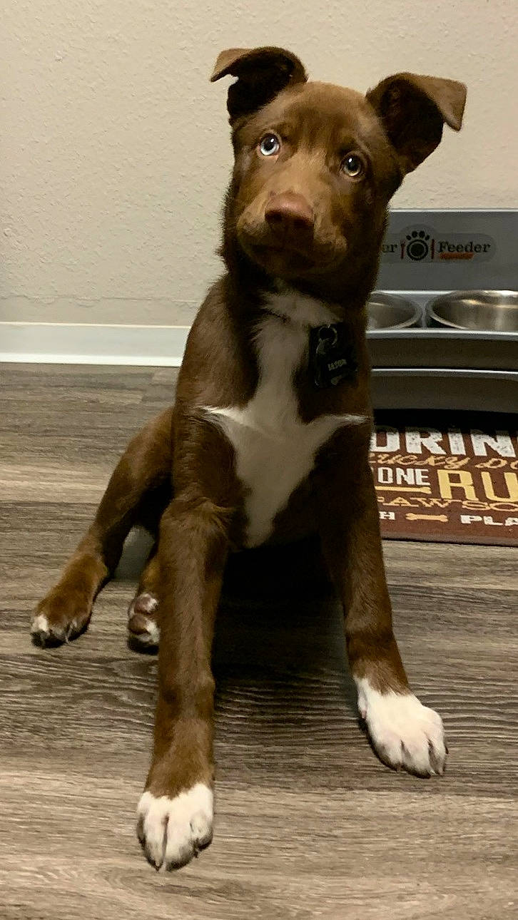 Crash is registered to the contest to win money with this photo: ancient_dog_breeds, balance, bull_and_terrier, canidae, carnivore, companion_dog, dog, dog_breed, fawn, fur, jaw, liver, pet_supply, snout, sporting_group, tail, terrestrial_animal, whiskers, working_animal, working_dog