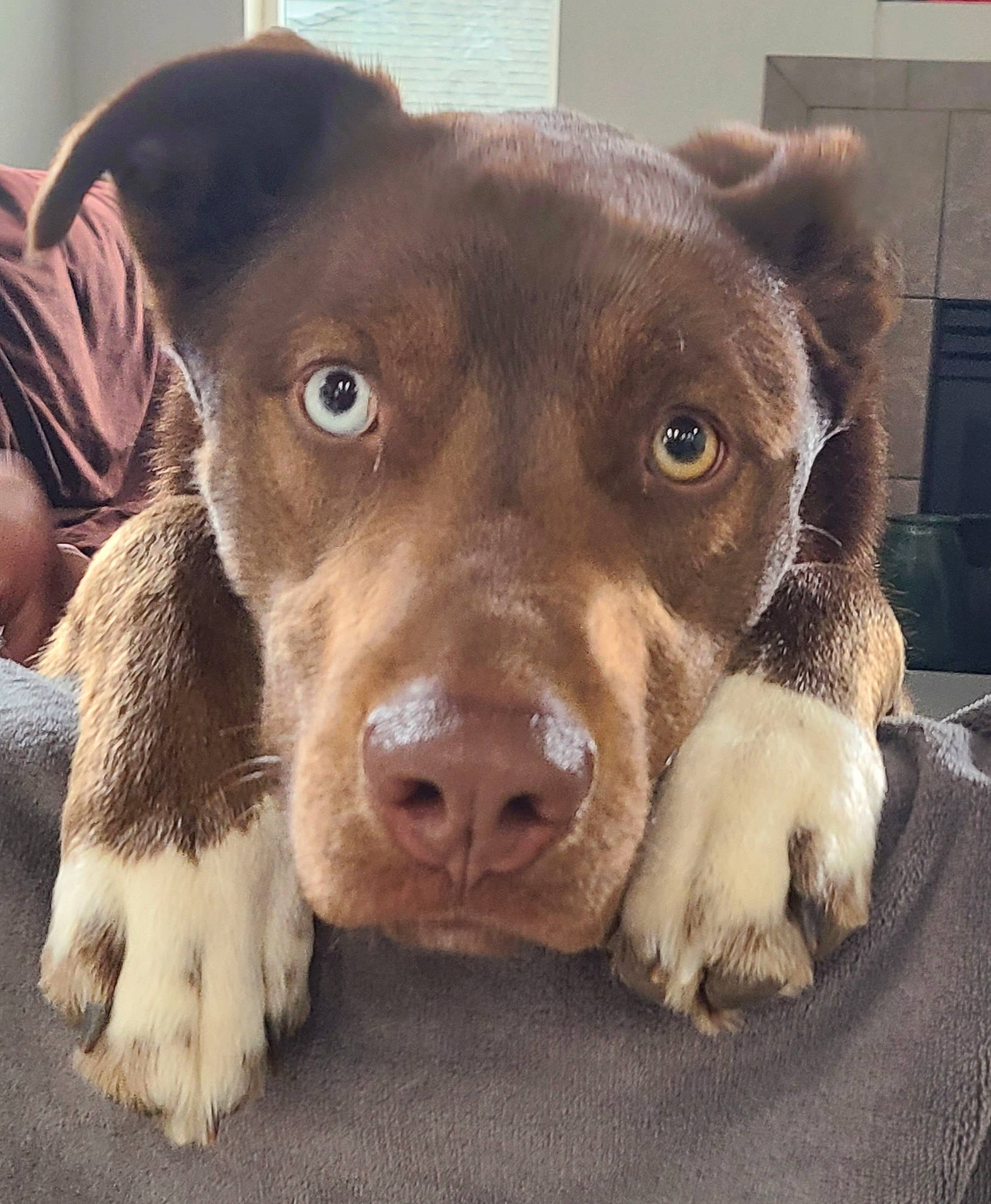 Crash joined the competition — help win amazing prizes! borador, canidae, carnivore, companion_dog, dog, dog_breed, ear, fawn, fur, labrador_retriever, liver, metal, paw, pet_supply, puppy_love, snout, sporting_group, terrestrial_animal, whiskers, working_animal