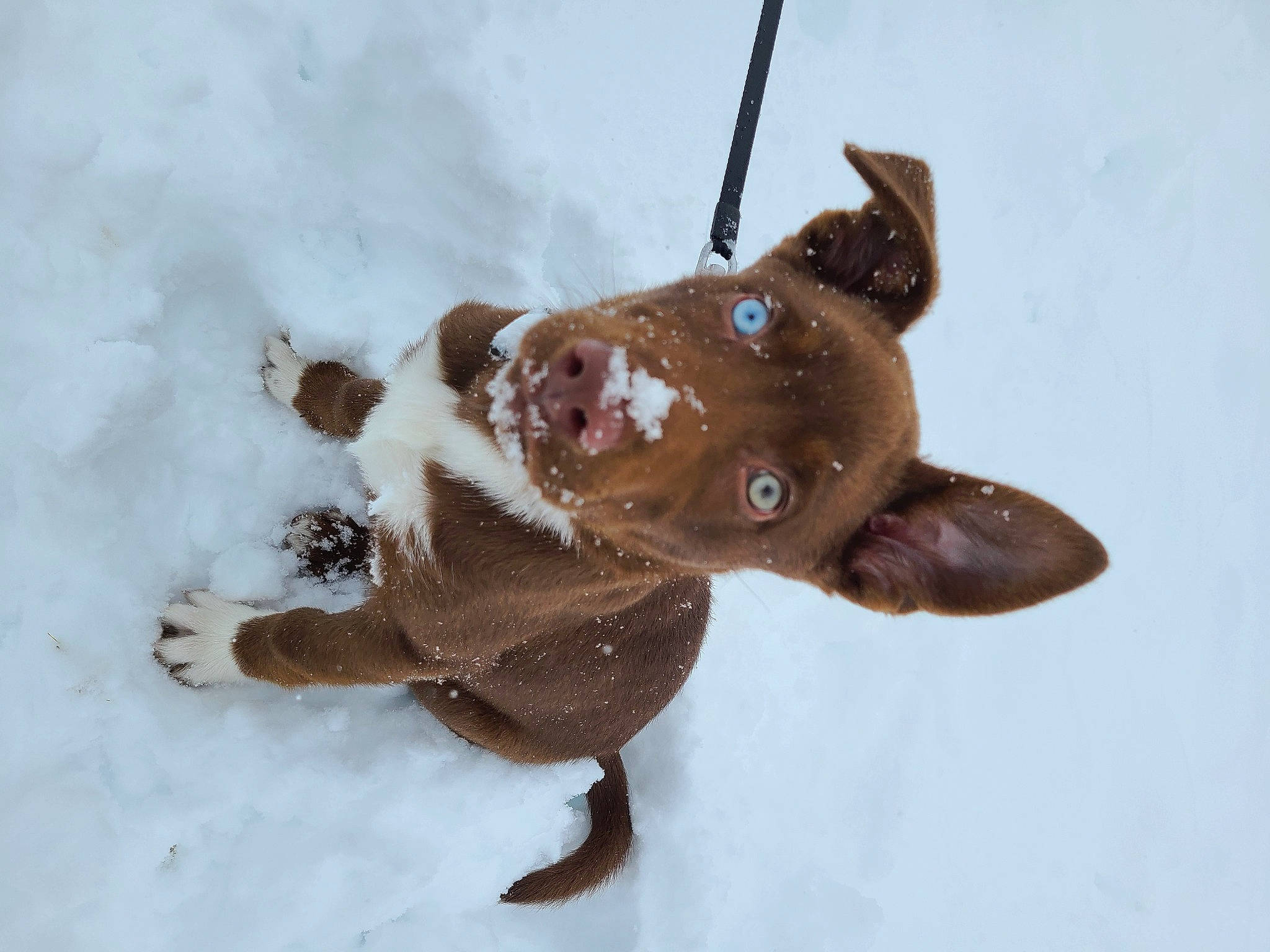 Crash is registered to the contest to win money with this photo: animal_figure, brown, collar, companion_dog, dog, dog_breed, dog_collar, eyewear, fashion_accessory, fawn, fur, liver, snout, snow, tail, terrestrial_animal, toy, whiskers, winter, working_animal