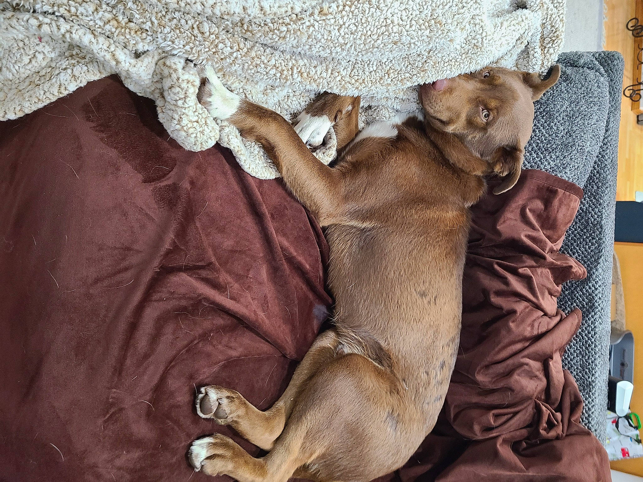 Crash joined the competition — help win amazing prizes! art, bed_sheet, brown, carnivore, comfort, companion_dog, dog, dog_breed, embellishment, fawn, felidae, fur, grey, linens, pattern, sleeve, textile, window_treatment, wood, working_animal