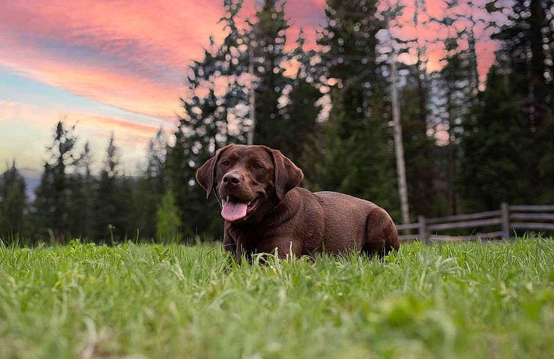 Willow is registered to the contest to win money with this photo: canidae, carnivore, cloud, companion_dog, dog, dog_breed, fawn, grass, grassland, gun_dog, liver, plant, retriever, sky, snout, sporting_group, tail, terrestrial_animal, tree, working_animal
