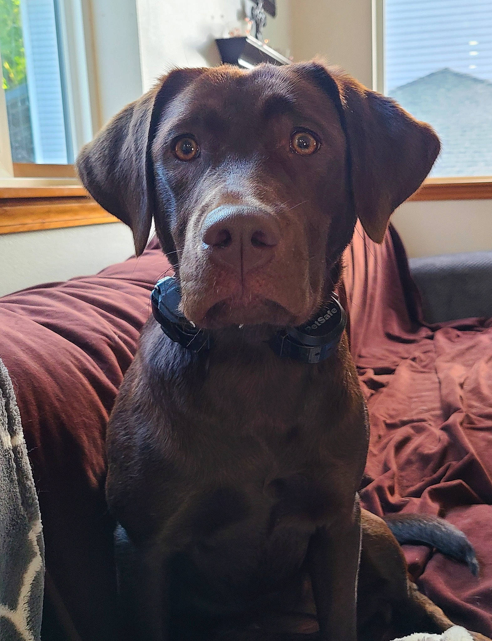 Willow joined the competition — help win amazing prizes! borador, canidae, carnivore, collar, companion_dog, dog, dog_breed, dog_collar, fawn, fur, gun_dog, houseplant, lamp, liver, snout, sporting_group, whiskers, window, window_blind, working_animal