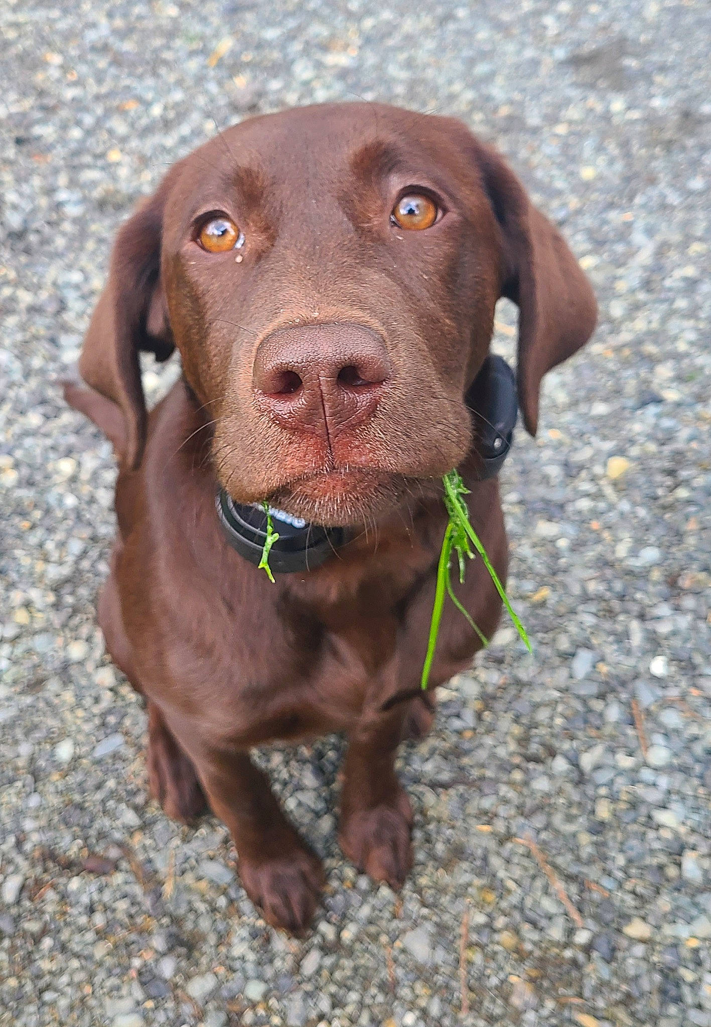 Willow is registered to the contest to win money with this photo: borador, canidae, carnivore, collar, companion_dog, dog, dog_breed, dog_collar, fur, gun_dog, hunting_dog, leash, liver, pet_supply, puppy, snout, sporting_group, terrestrial_animal, whiskers, working_animal