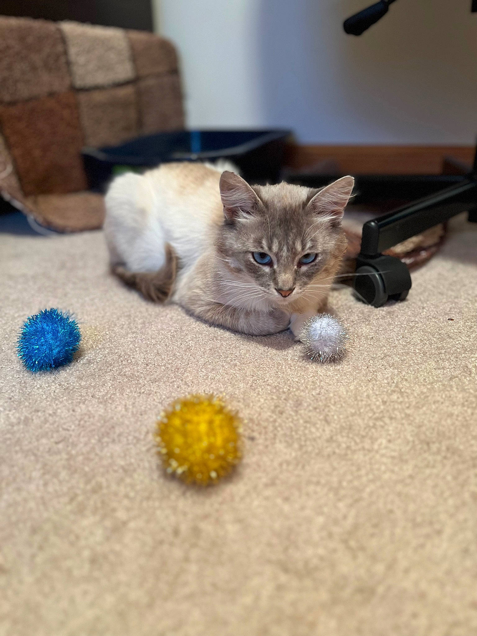 Indie joined the competition — help win amazing prizes! box, canidae, carnivore, cat, cat_toy, claw, domestic_short_haired_cat, fawn, felidae, floor, flooring, fur, hardwood, paw, room, small_to_medium_sized_cats, snout, tail, whiskers, wood