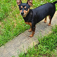 Mila a rejoint le concours — aidez-le/la à gagner de superbes lots ! dog, small_dog, black_and_tan, standing, outdoor, garden, grass, daisies, path, pavement, upright_ears, pointed_ears, short_hair, animal_portrait, pet, looking_at_camera, daylight, greenery, nature, backyard