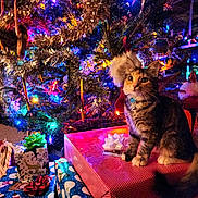 Ellie joined the competition — help win amazing prizes! animal, bell, cat, celebration, christmas_lights, christmas_tree, collar, colorful_lights, curious, cute, festive, gift_wrapping, holiday_decorations, indoor, ornaments, pet, presents, tabby_cat, winter_holiday, wrapped_gifts
